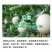 液体硅肥（单硅酸）抗病增产抗倒伏膨果增甜上色快