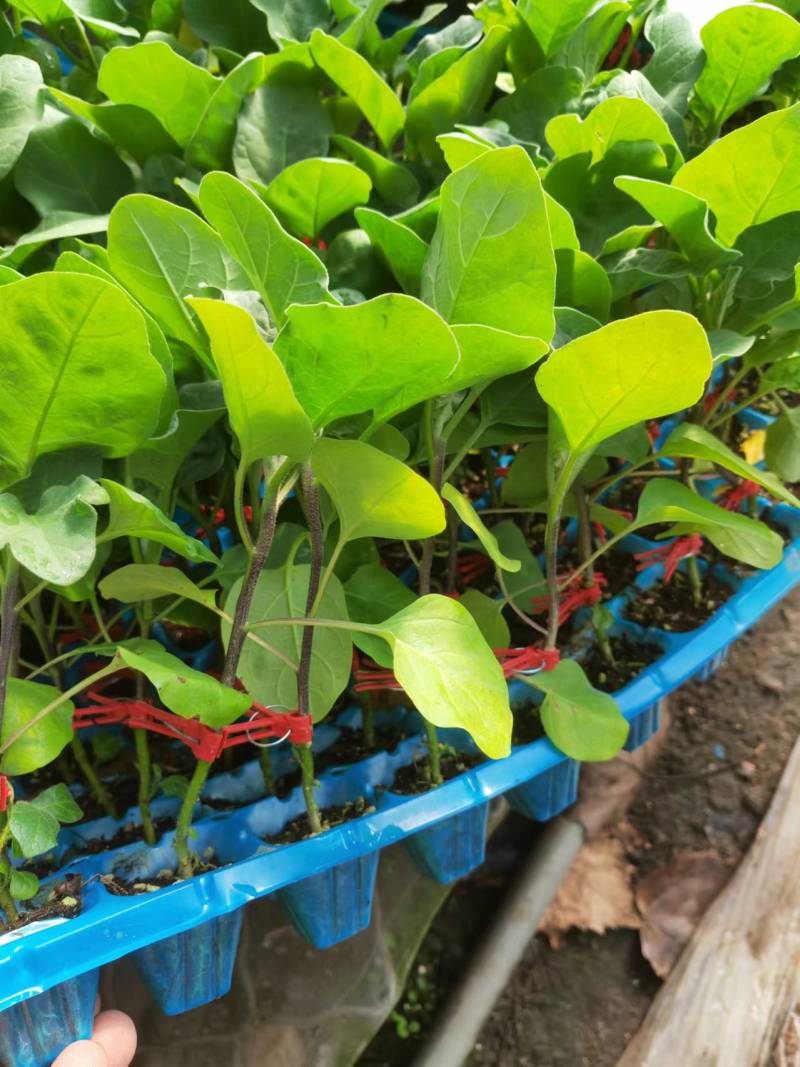 圆茄苗嫁接黑亮圆茄苗黑宝品种托鲁巴姆砧木嫁接