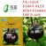 圆茄苗嫁接黑亮圆茄苗黑宝品种托鲁巴姆砧木嫁接