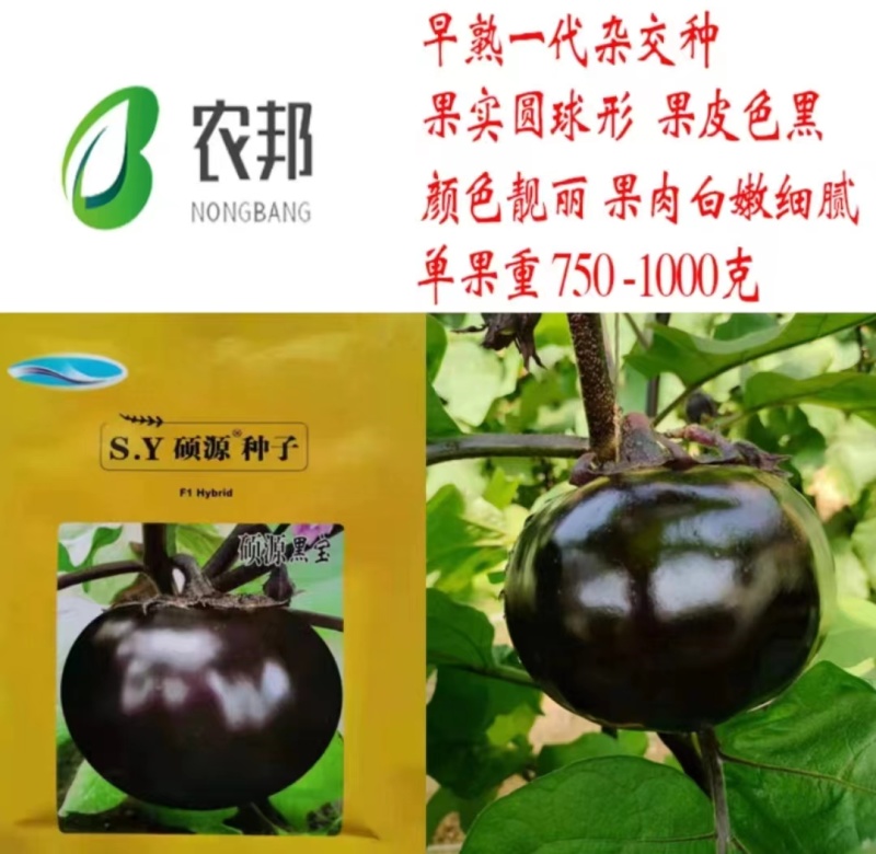 圆茄苗嫁接黑亮圆茄苗黑宝品种托鲁巴姆砧木嫁接