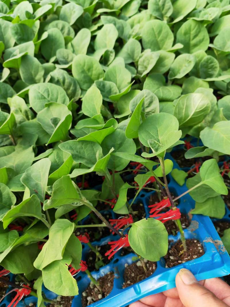 圆茄苗嫁接黑亮圆茄苗黑宝品种托鲁巴姆砧木嫁接