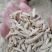 麦冬无杂质全网低价采购正品保证