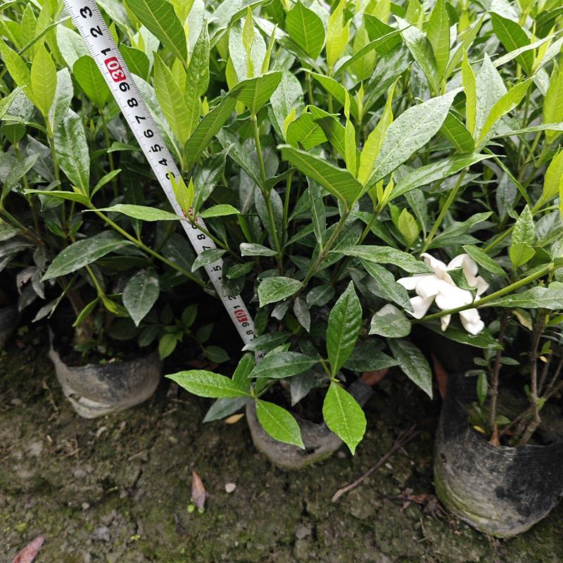栀子花二叶栀子重瓣浓香四季开花工程绿化室内盆栽