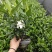 栀子花二叶栀子重瓣浓香四季开花工程绿化室内盆栽