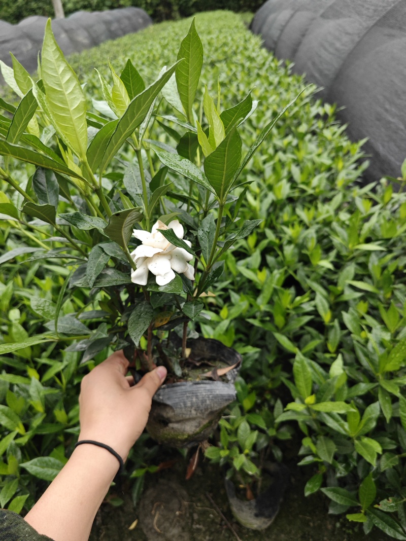 栀子花二叶栀子重瓣浓香四季开花工程绿化室内盆栽