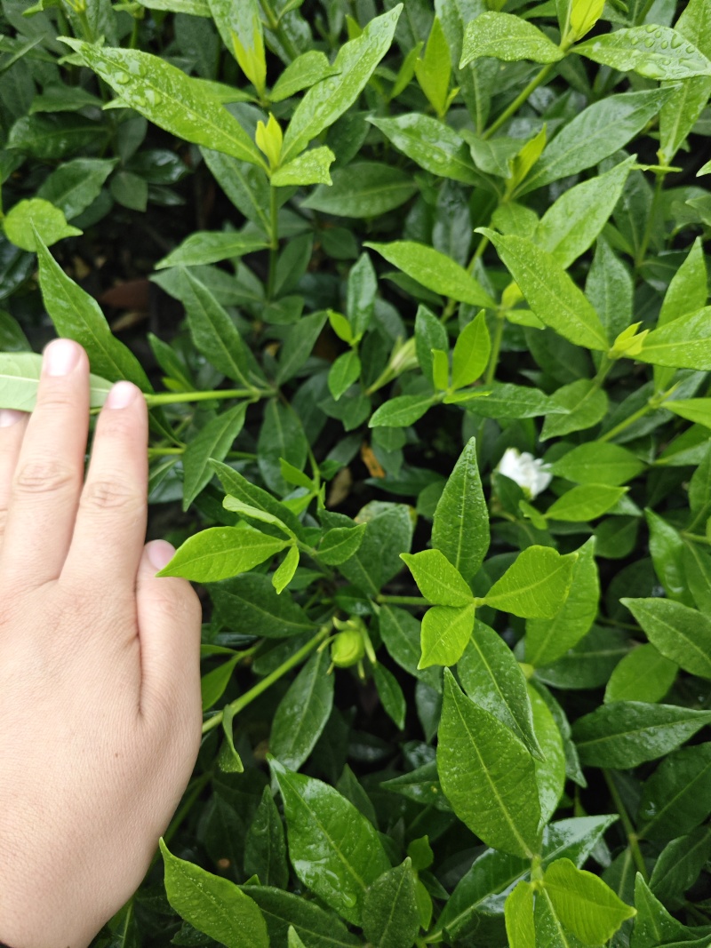 栀子花二叶栀子重瓣浓香四季开花工程绿化室内盆栽