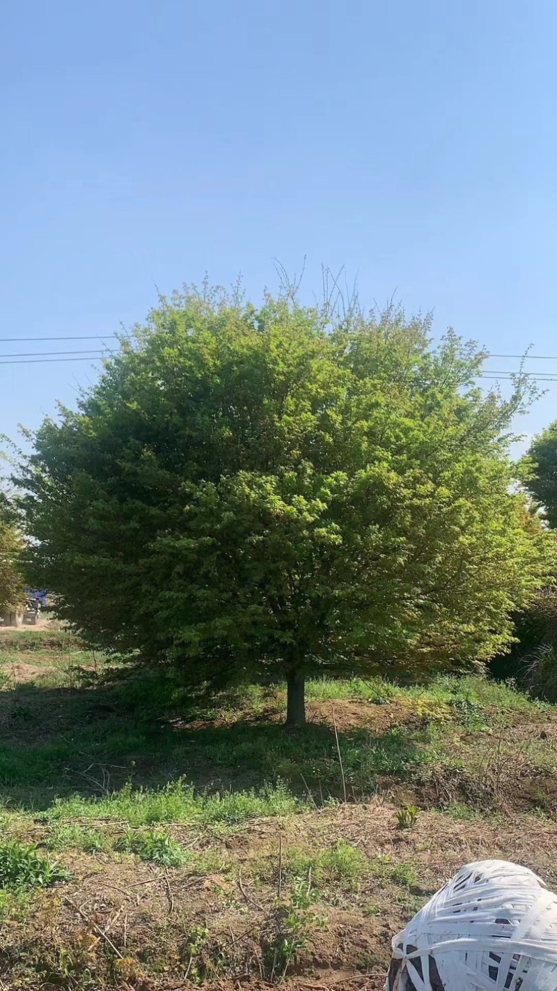 鸡爪槭，树形优美，货源充足，欢迎合作