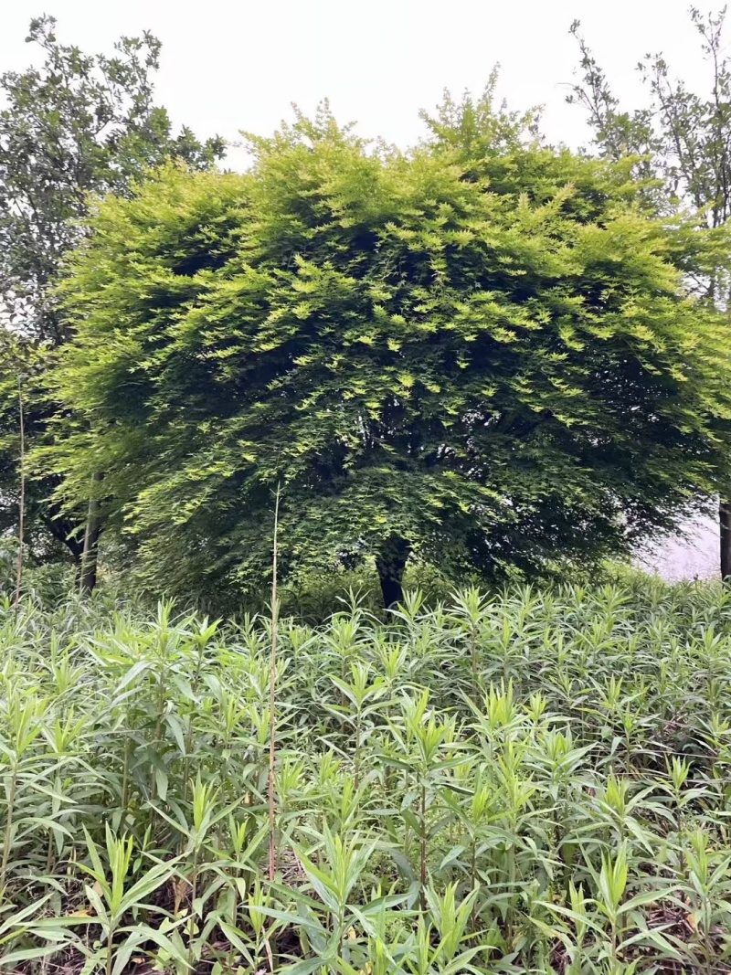 鸡爪槭，树形优美，货源充足，欢迎合作