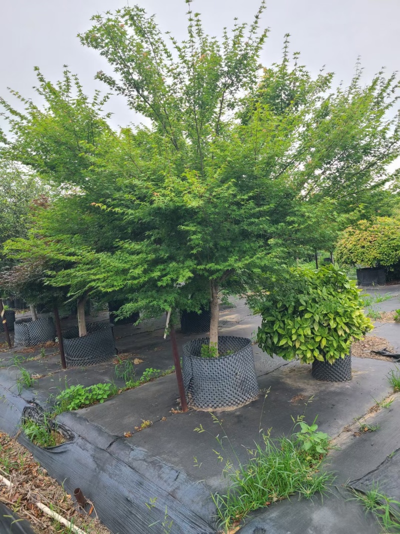 鸡爪槭，树形优美，货源充足，欢迎合作