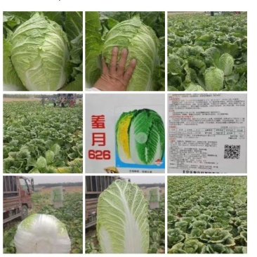 春大强羞月626君川珊珊黄心白菜种子抗根肿黄心矮颗