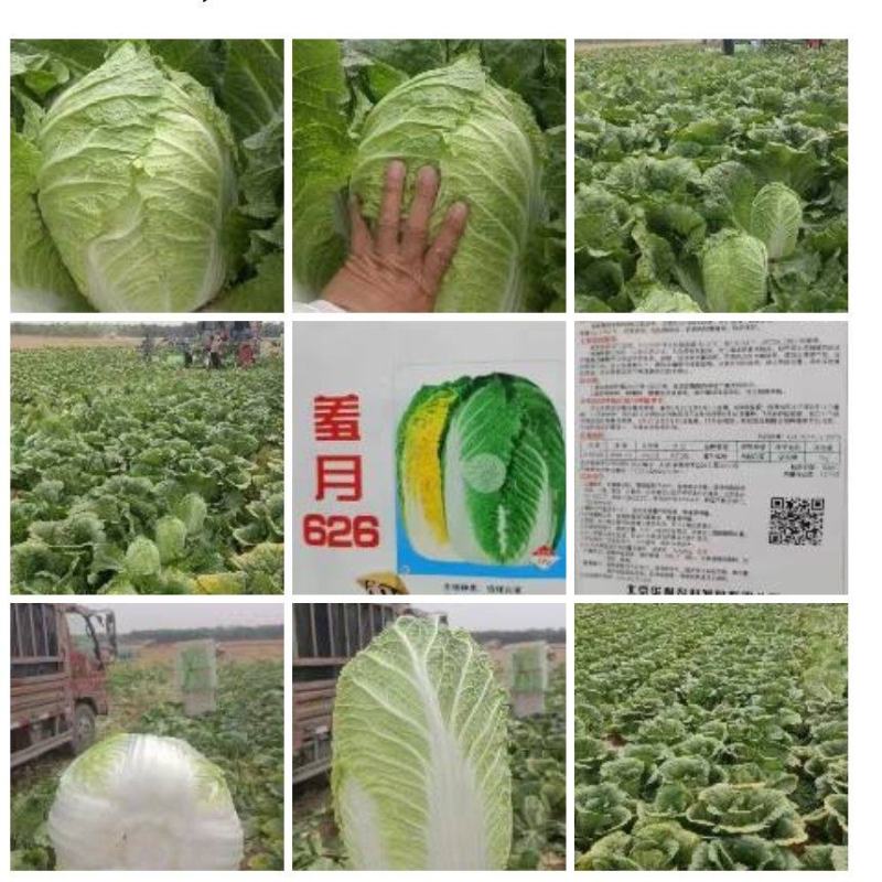 春大强羞月626君川珊珊黄心白菜种子抗根肿黄心矮颗