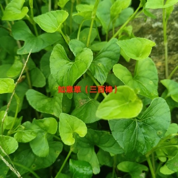 如意草