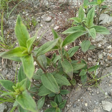 丰花草又名：假蛇舌草、波利亚草