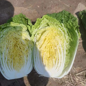 甘兰养殖场用，个头有大的，裂球的，有的我也虫子，喂鹅，