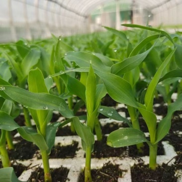 水果玉米苗大量有货基地直供一手货源技术指导量大从优