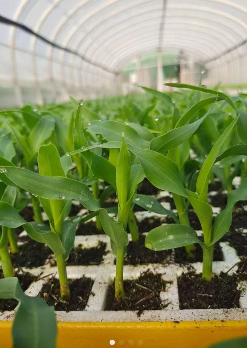 水果玉米苗大量有货基地直供一手货源技术指导量大从优