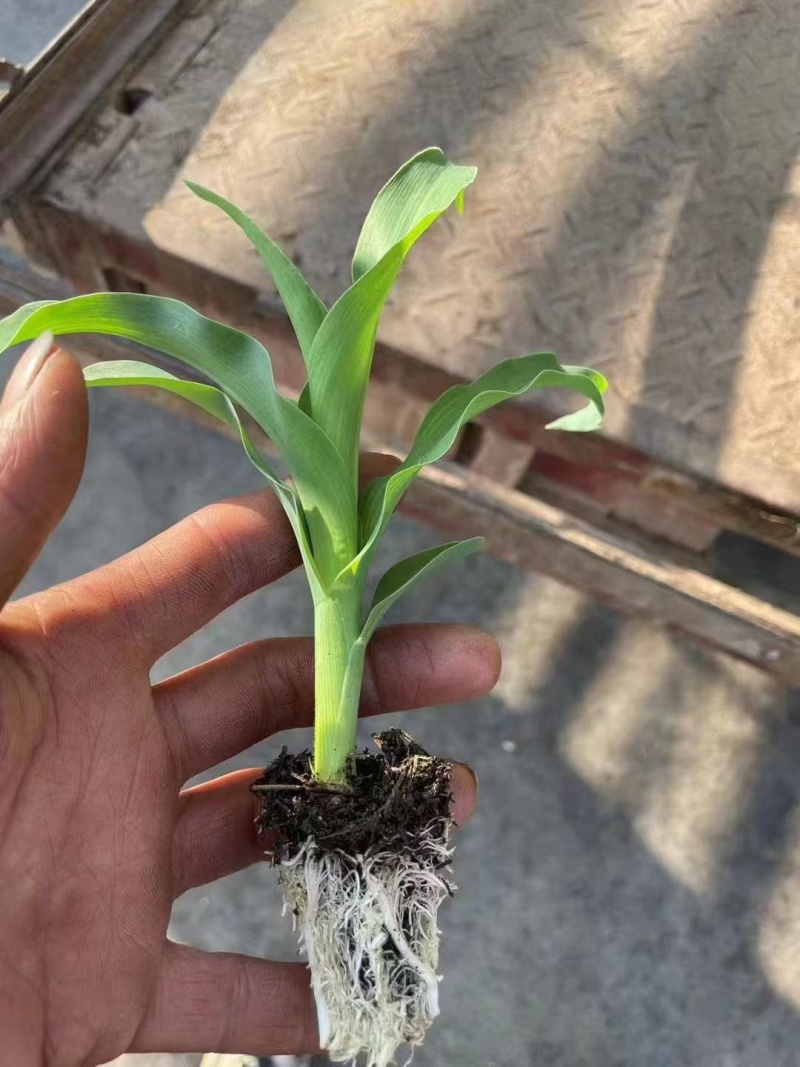 水果玉米苗大量有货基地直供一手货源技术指导量大从优