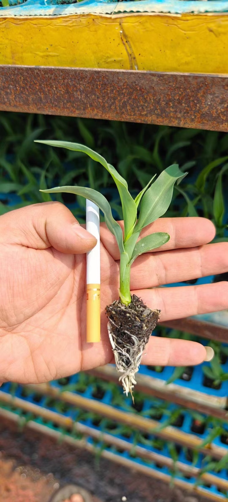 水果玉米苗大量有货基地直供一手货源技术指导量大从优