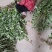 端午艾草支持定制