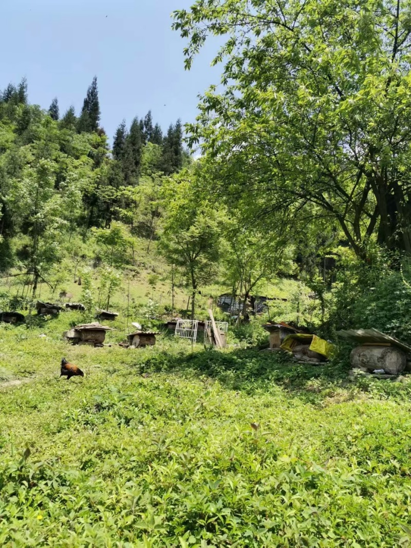 蜂蜜正宗山花蜜品质保证无添加剂全国发货欢迎致电