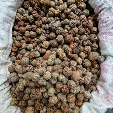 广西草寇藤果子中草寇广西草寇广东草寇海南草寇越南草寇草扣