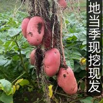 红皮土豆便宜卖了，华阴当地现挖土豆