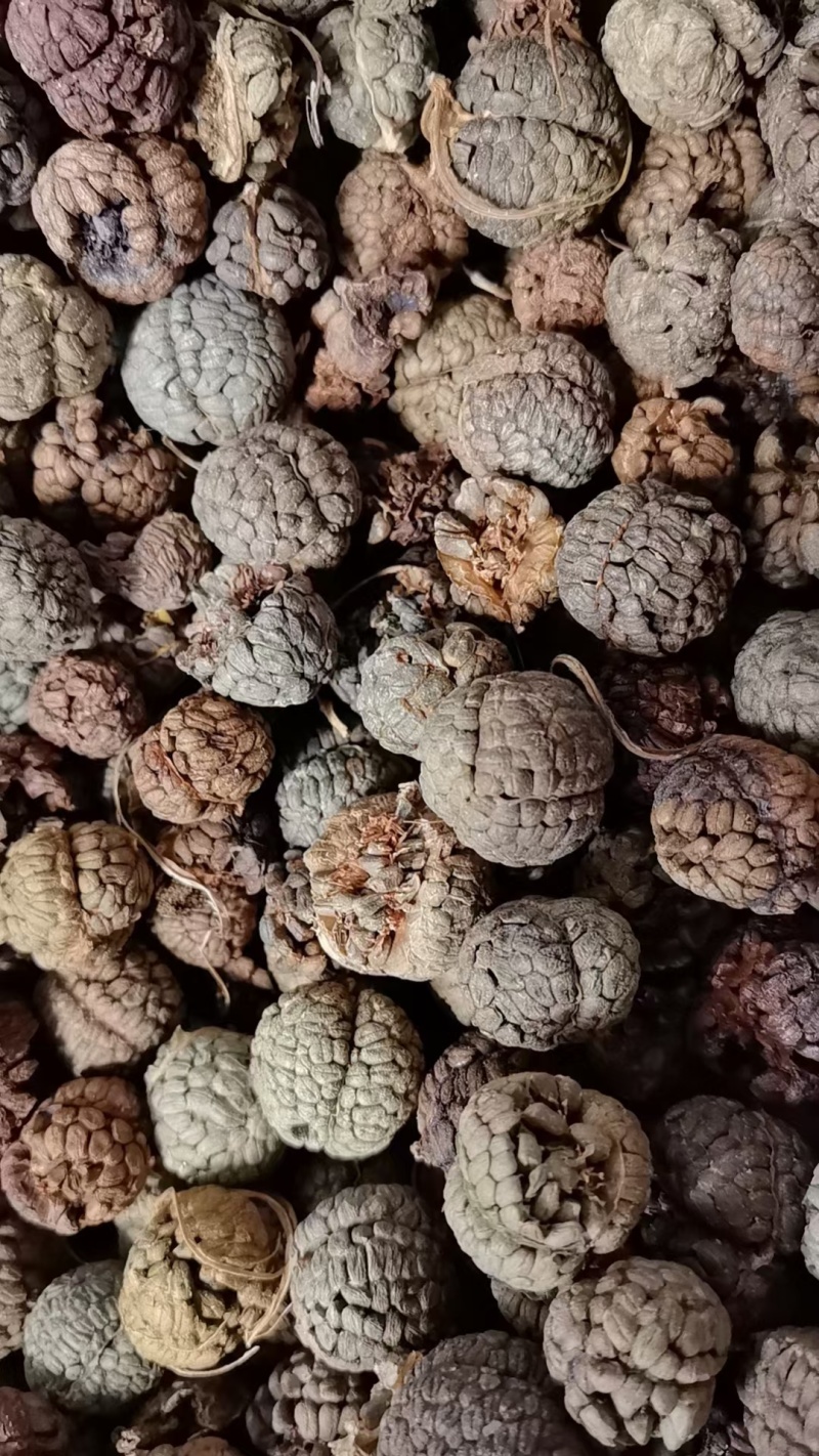 广西草寇藤果子中草寇广西草寇广东草寇海南草寇越南草寇草扣
