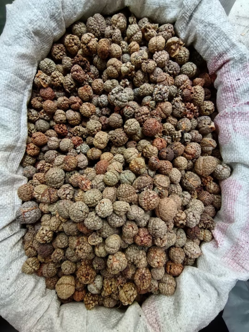 广西草寇藤果子中草寇广西草寇广东草寇海南草寇越南草寇草扣
