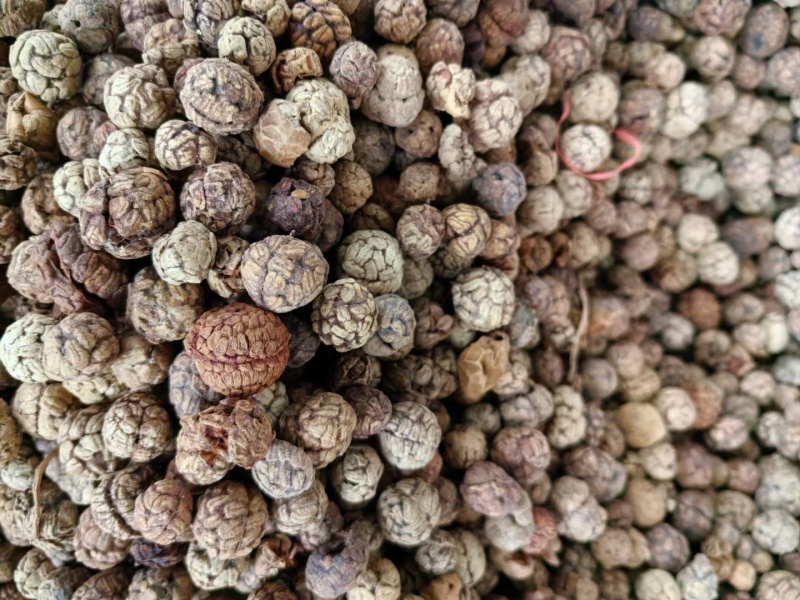 广西草寇藤果子中草寇广西草寇广东草寇海南草寇越南草寇草扣