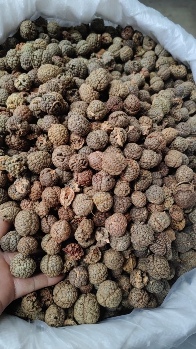 广西草寇藤果子中草寇广西草寇广东草寇海南草寇越南草寇草扣