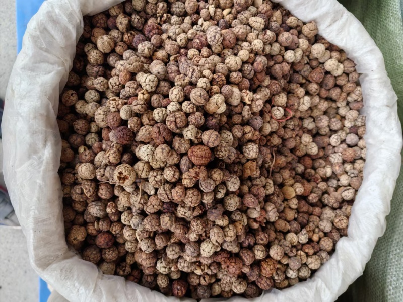 广西草寇藤果子中草寇广西草寇广东草寇海南草寇越南草寇草扣