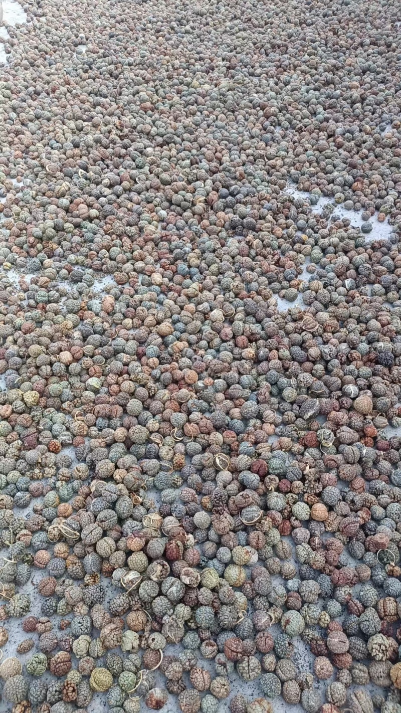 广西草寇藤果子中草寇广西草寇广东草寇海南草寇越南草寇草扣