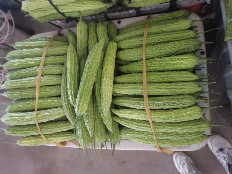 精品苦瓜，基地直发，货源充足，大量有货，欢迎电话联系