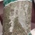 瞿麦，新货过筛，一手货源，保质保量，批发上千种药材，欢迎