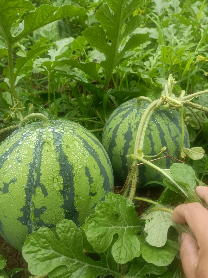 西瓜精品随时可聊