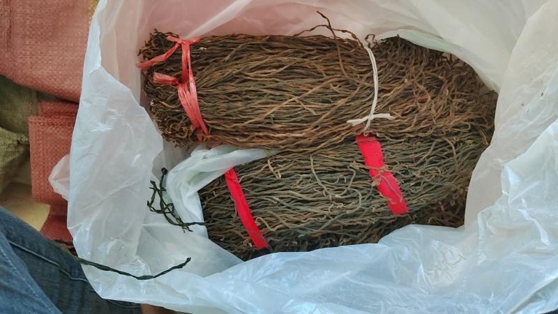 干豆角基地种植量大质优价格优惠欢迎各大批发商咨询采购