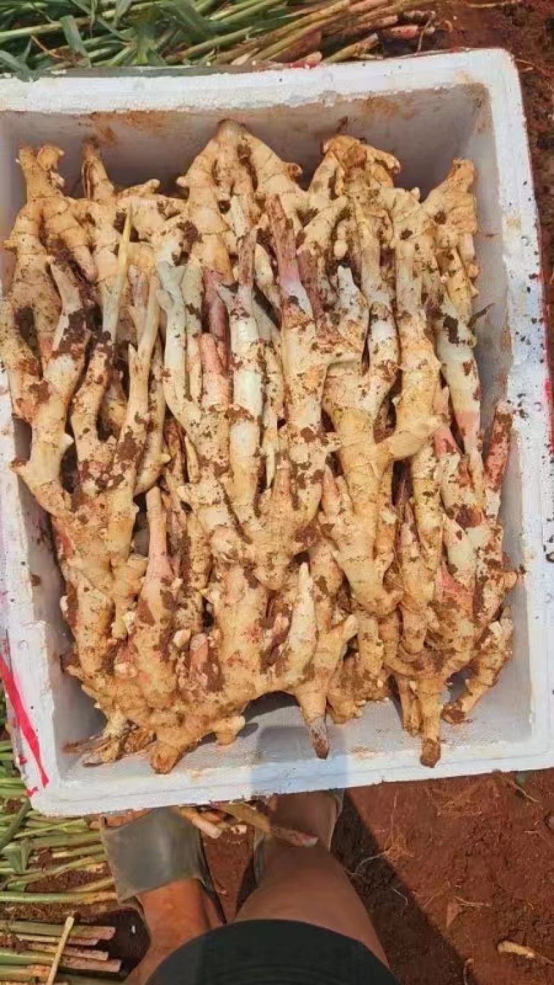 建水精品中黄姜（仔姜）已大量上市中，欢迎各位老板前来采购