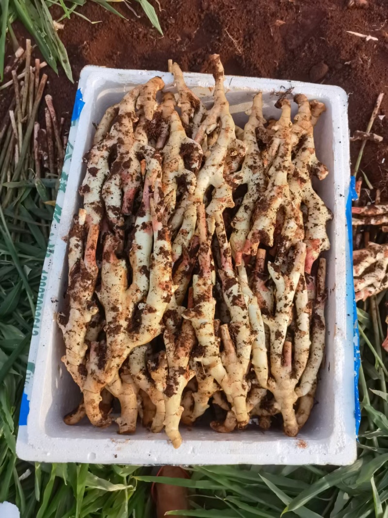 建水精品中黄姜（仔姜）已大量上市中，欢迎各位老板前来采购