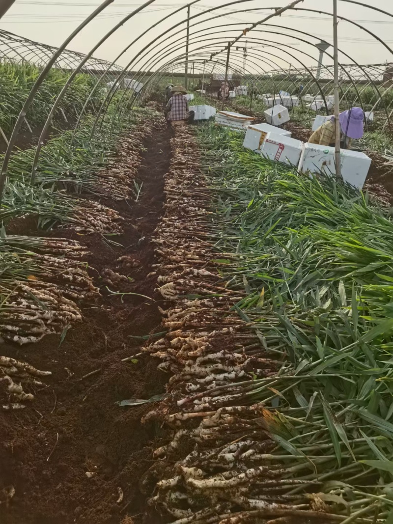 建水精品中黄姜（仔姜）已大量上市中，欢迎各位老板前来采购