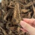 野生紫丹参片，纯无硫，纯野生，现货现发