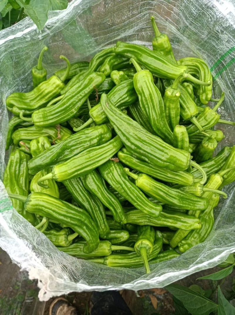 湖北精品薄皮椒，品质保证，货量充足可视频看货