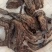 野生紫丹参片，纯无硫，纯野生，现货现发