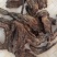 野生紫丹参片，纯无硫，纯野生，现货现发