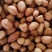 包邮2023花生米新货花生粉皮新鲜大粒粉榨油白沙花生仁