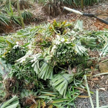 金钻17号凤梨苗，各平台销榜前列，湛江种植基地长期供苗。