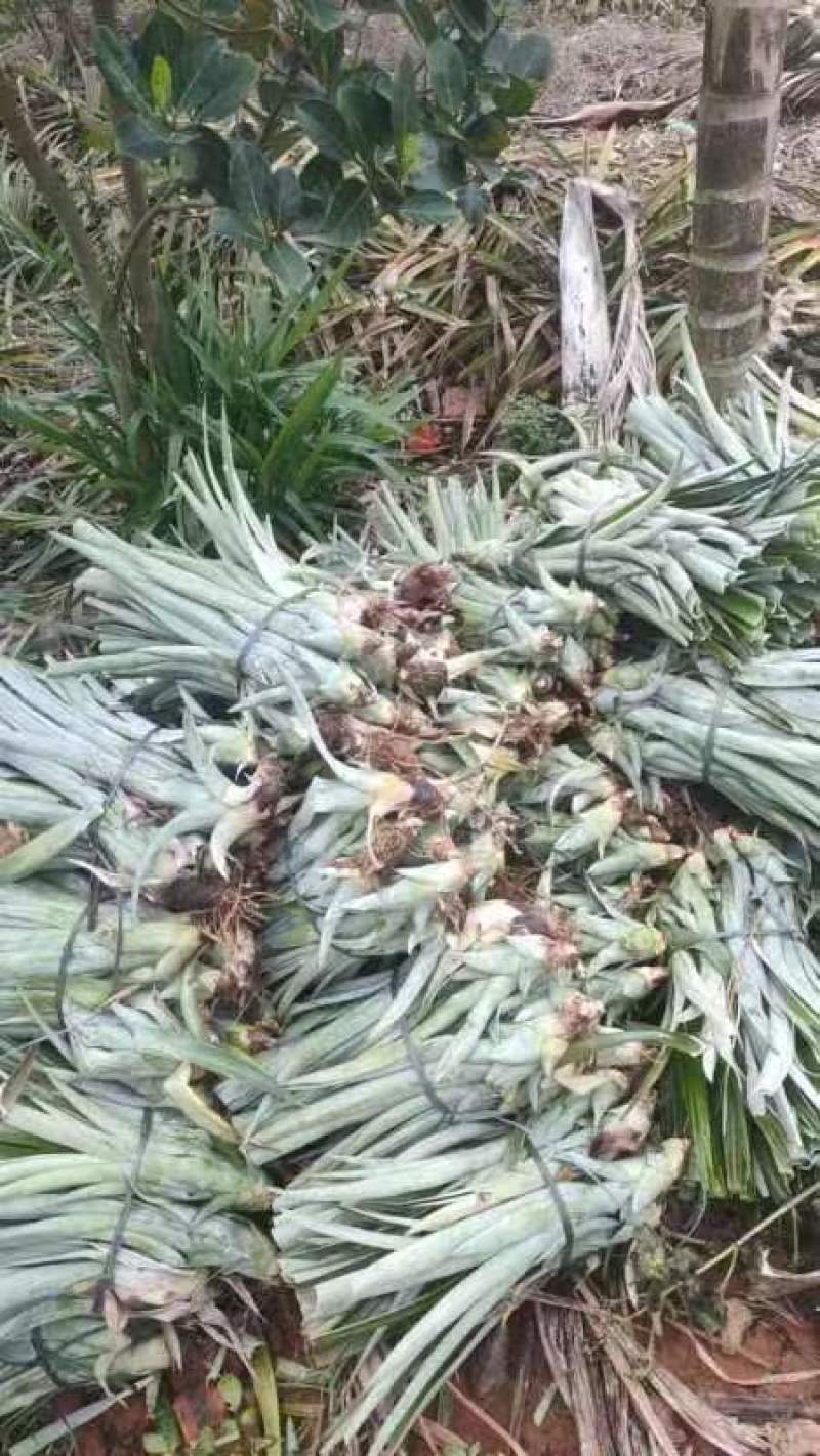 金钻17号凤梨苗，各平台销榜前列，湛江种植基地长期供苗。