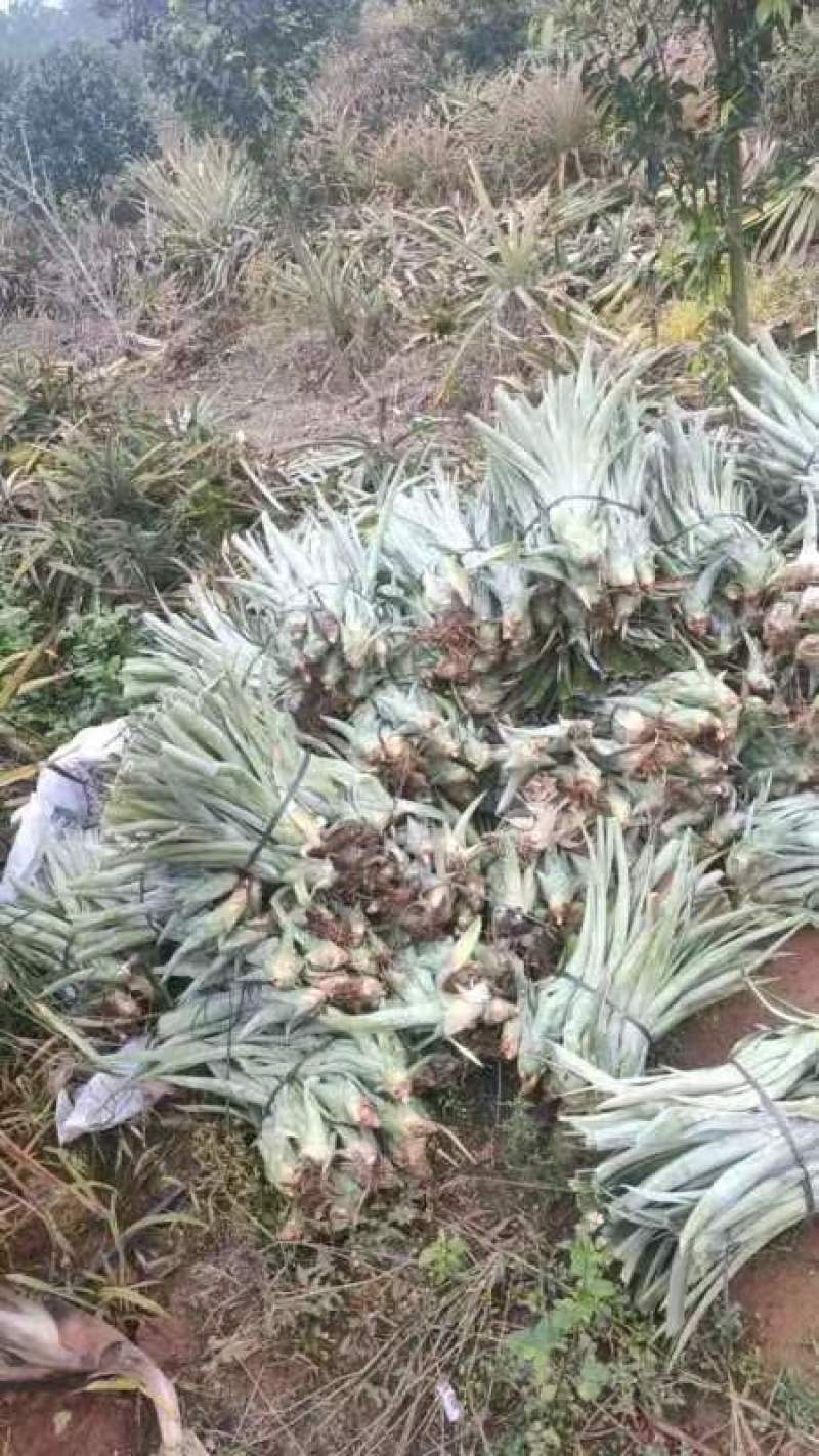 金钻17号凤梨苗，各平台销榜前列，湛江种植基地长期供苗。