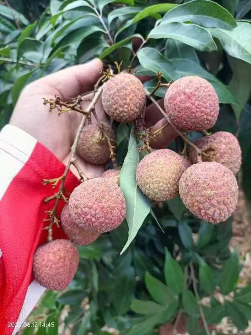 广西黑叶荔枝大上市，质量杠杠欢迎光临，