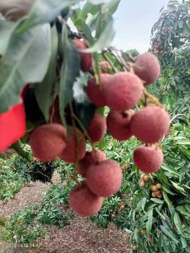 广西黑叶荔枝大上市，质量杠杠欢迎光临，