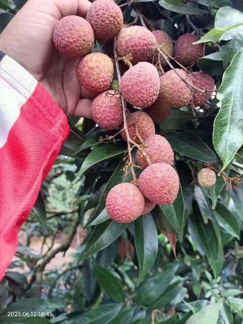 广西黑叶荔枝大上市，质量杠杠欢迎光临，